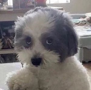 Meet your Posher, Rogue